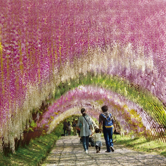 Kawachi Wisteria Garden