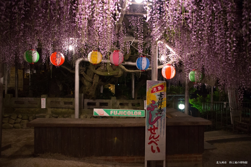 吉祥寺 藤まつり 北九州市観光情報サイト 北九州の観光 イベント情報はぐるリッチにおまかせ