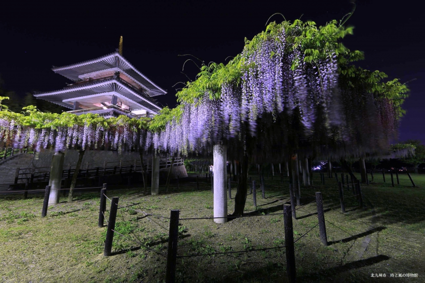 吉祥寺 藤まつり 北九州市観光情報サイト 北九州の観光 イベント情報はぐるリッチにおまかせ