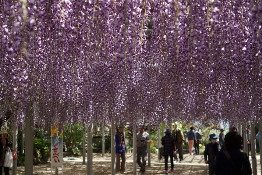 吉祥寺 藤まつり 北九州市観光情報サイト 北九州の観光 イベント情報はぐるリッチにおまかせ