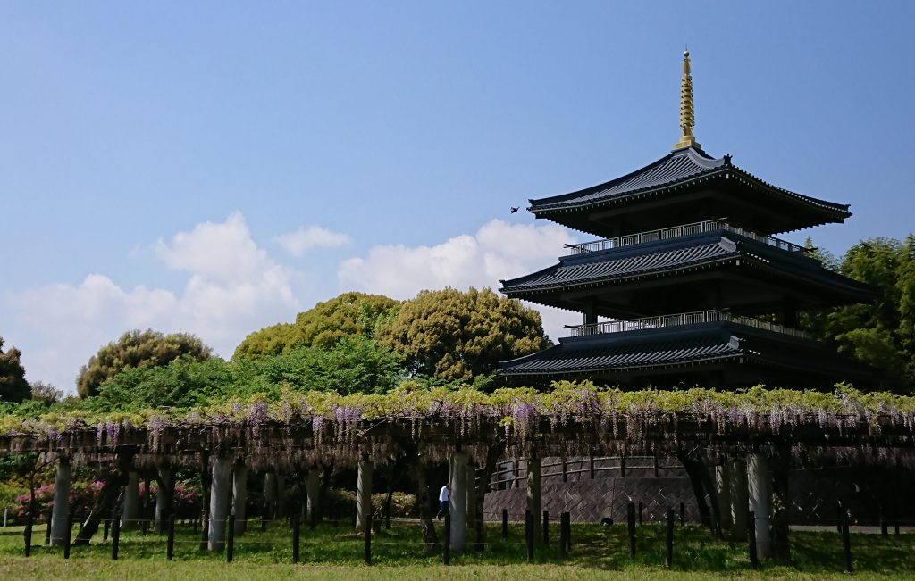 吉祥寺 藤まつり 北九州市観光情報サイト 北九州の観光 イベント情報はぐるリッチにおまかせ