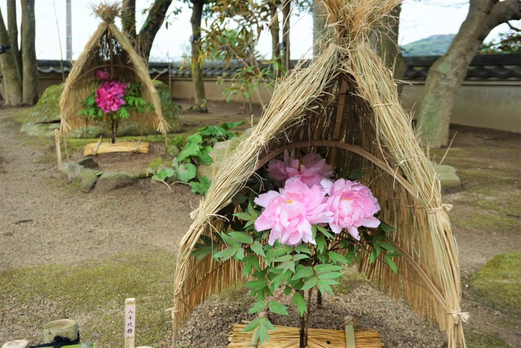 日本語 冬牡丹の展示 白野江植物公園 北九州官方旅遊信息網站 旅遊與串通豐富事件信息專家的北九州