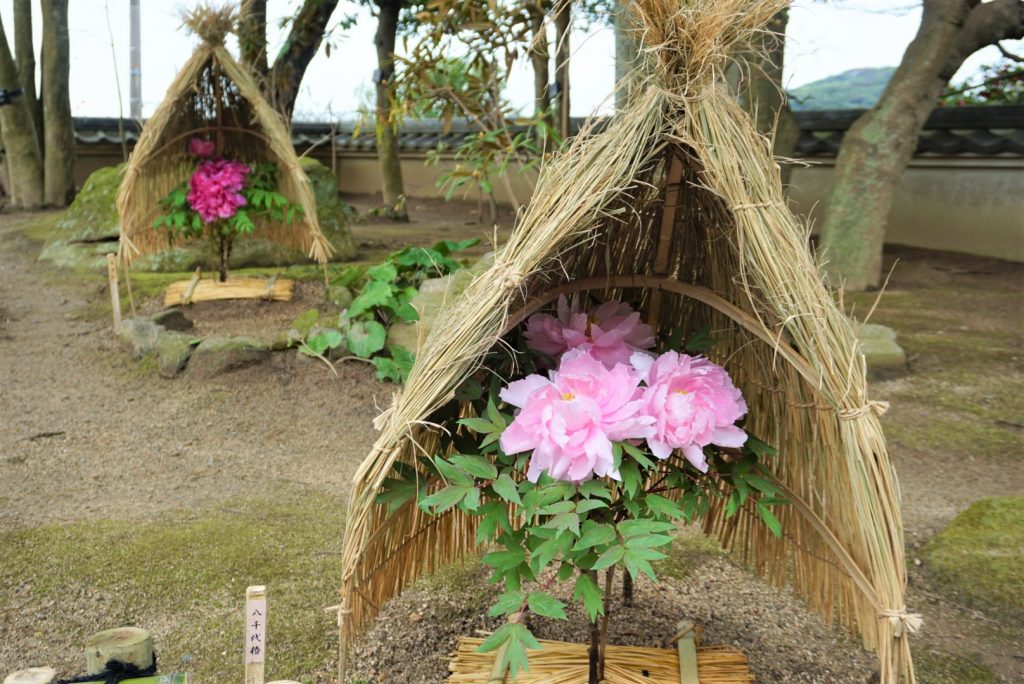 日本語 冬牡丹の展示 北九州官方旅遊信息網站 旅遊與串通豐富事件信息專家的北九州