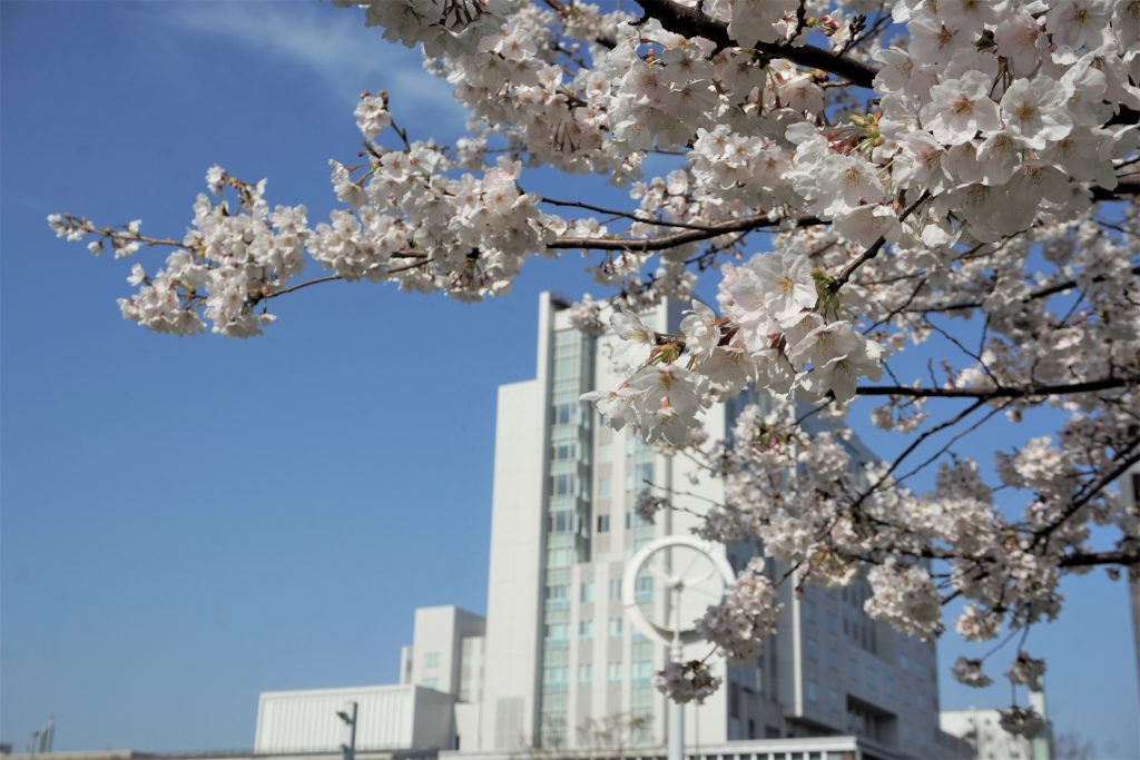 北九州市 桜の名所 北九州市観光情報サイト 北九州の観光 イベント情報はぐるリッチにおまかせ