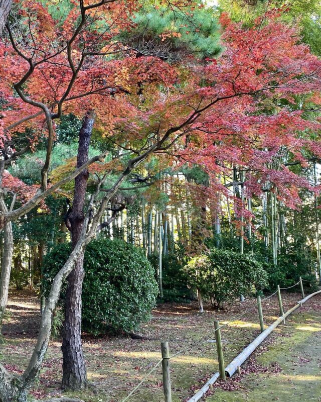 旧松本家住宅 – 北九州市観光情報サイト|北九州の観光 旧松本家住宅 – 北九州市観光情報サイト|北九州の観光